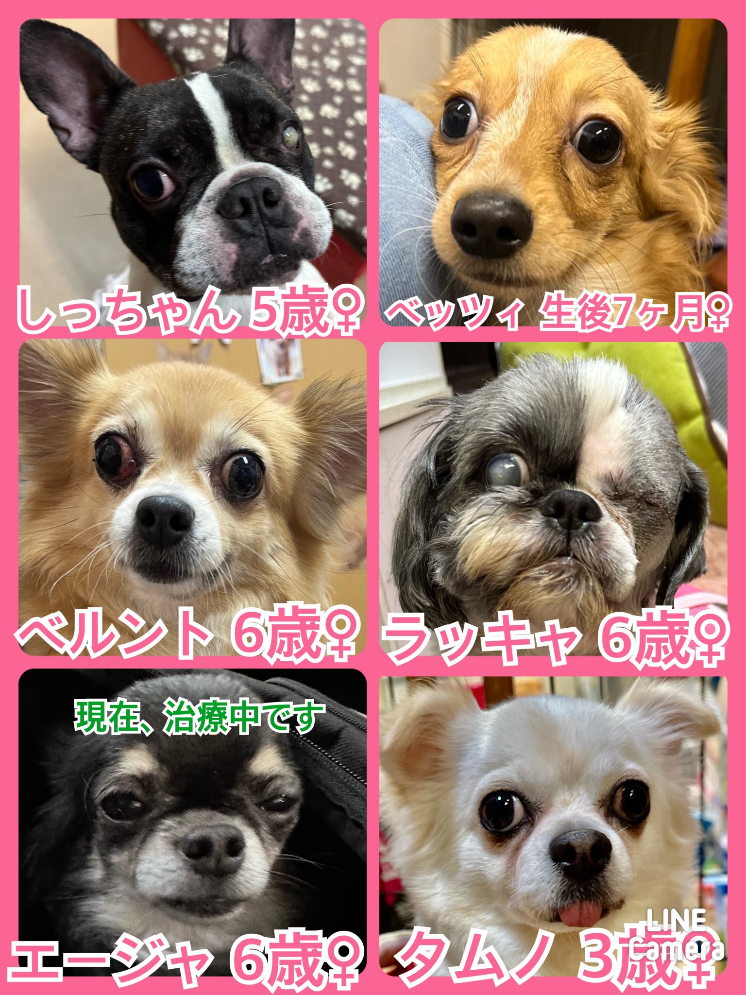 🐾今日の里親様募集中ワンコ🐶メンバーです🐾2023,12,29【保護犬カフェ天神橋店】